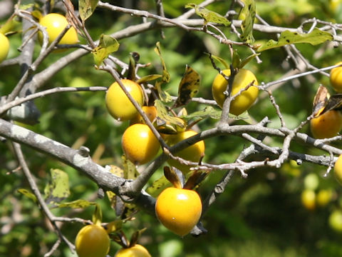 Diospyros rhombifolia
