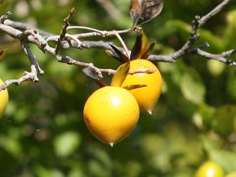 Diospyros rhombifolia