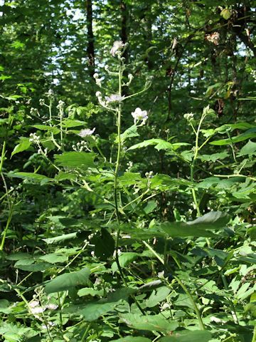 Rubus armeniacus