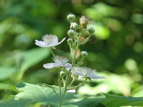 Rubus armeniacus