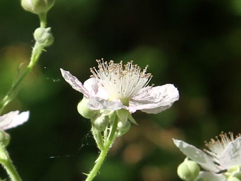 Rubus armeniacus