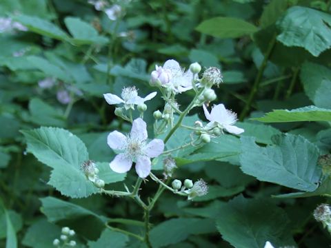 Rubus armeniacus