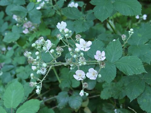 Rubus armeniacus