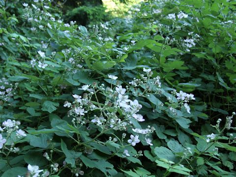 Rubus armeniacus