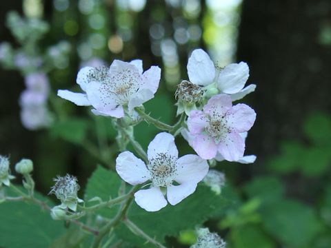 Rubus armeniacus