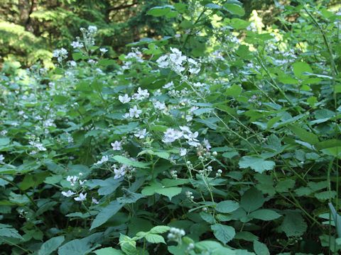 Rubus armeniacus