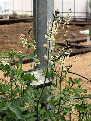 Eruca vesicaria ssp. sativa