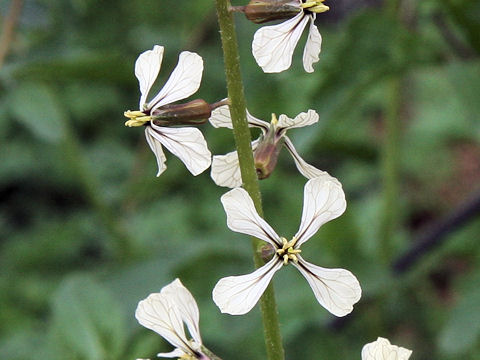 Eruca vesicaria ssp. sativa