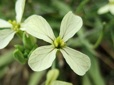 Eruca vesicaria ssp. sativa