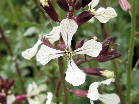 Eruca vesicaria ssp. sativa