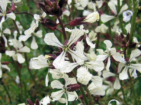 Eruca vesicaria ssp. sativa