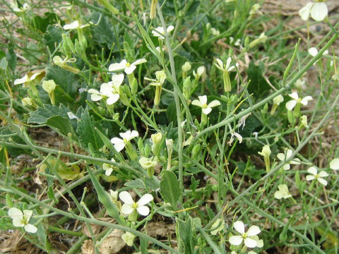 Eruca vesicaria ssp. sativa