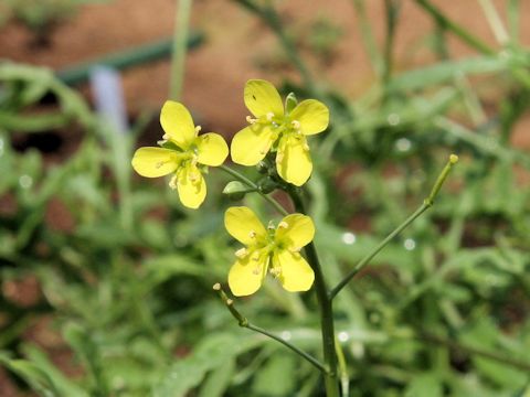 Eruca vesicaria ssp. sativa