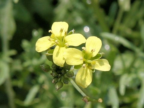 Eruca vesicaria ssp. sativa