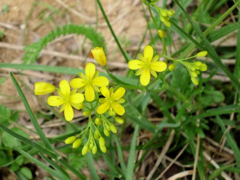 Eruca vesicaria ssp. sativa