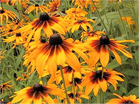 Rudbeckia sp.