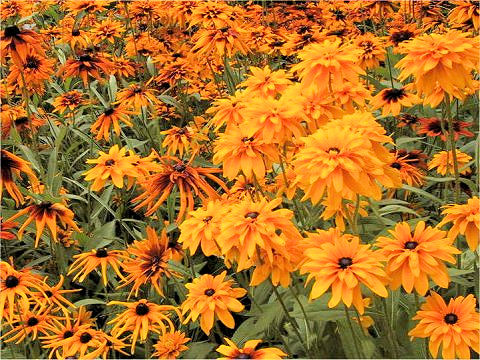 Rudbeckia sp.