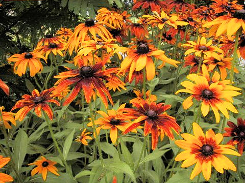 Rudbeckia sp.