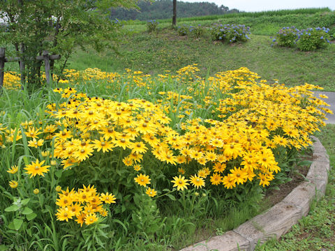 Rudbeckia sp.