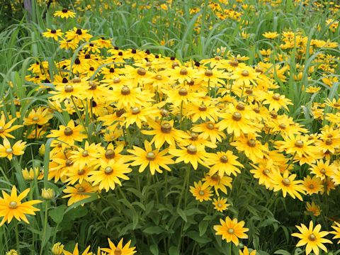 Rudbeckia sp.