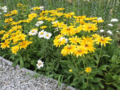 Rudbeckia sp.