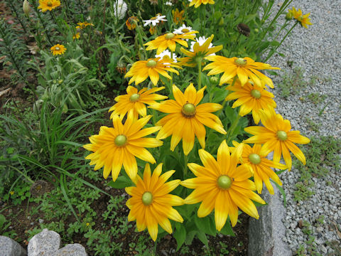 Rudbeckia sp.