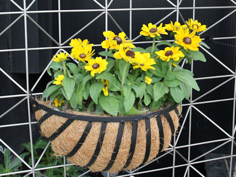 Rudbeckia cv. Tiger Eye