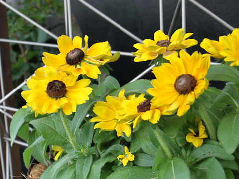 Rudbeckia cv. Tiger Eye