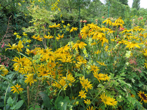 Rudbeckia sp.