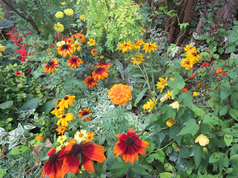 Rudbeckia sp.