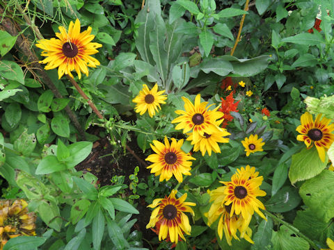 Rudbeckia sp.