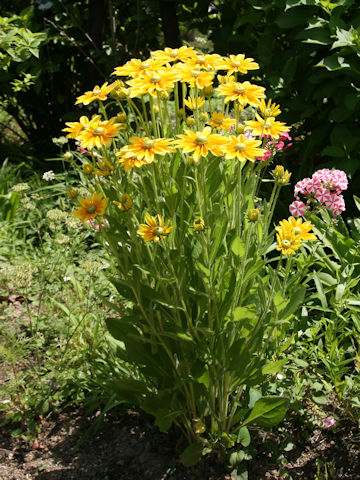 Rudbeckia sp.