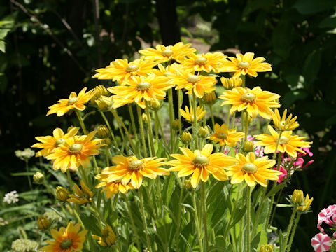 Rudbeckia sp.