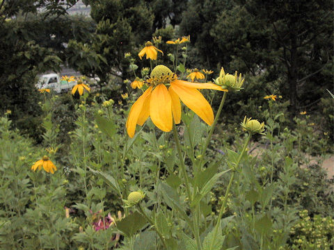 Rudbeckia fulgida