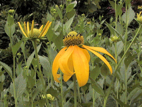 Rudbeckia fulgida