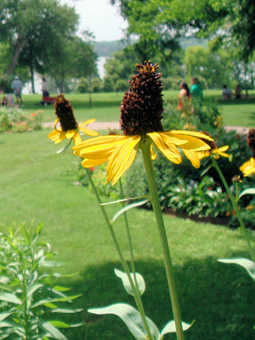 Rudbeckia grandiflora