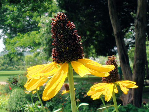 Rudbeckia grandiflora