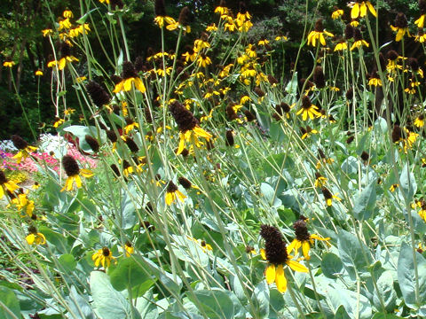 Rudbeckia grandiflora