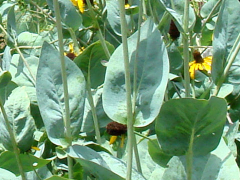 Rudbeckia grandiflora