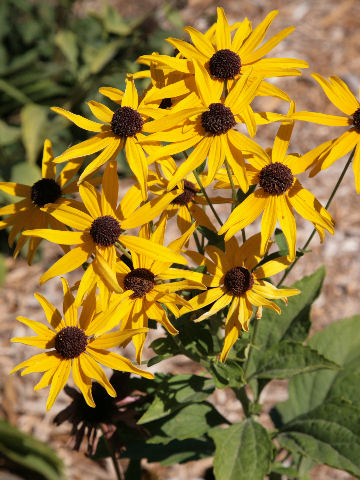 Rudbeckia hirta