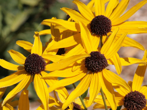 Rudbeckia hirta