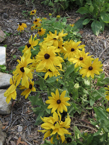 Rudbeckia hirta