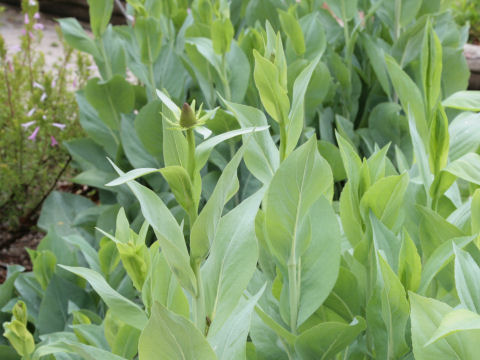 Rudbeckia maxima