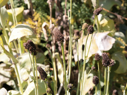 Rudbeckia maxima