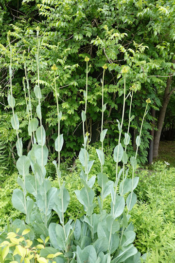 Rudbeckia maxima