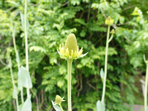 Rudbeckia maxima