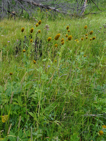 Rudbeckia occidentalis