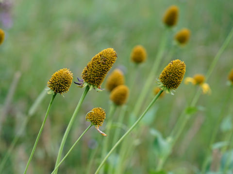 Rudbeckia occidentalis