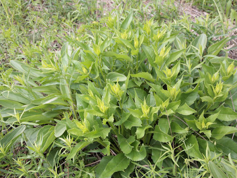 Rudbeckia texana