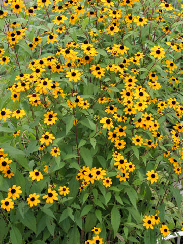 Rudbeckia triloba cv. Takao